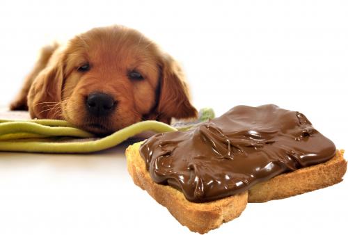 Отруєння шоколадом у собак