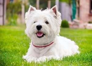 Вест хайленд уайт терєр: фото, ціна собаки і цуценя, фізіологічні стандарти