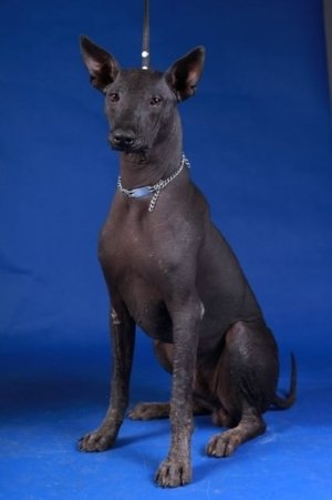 Мексиканська лиса собака: фото і ціна, опис породи і дресирування
