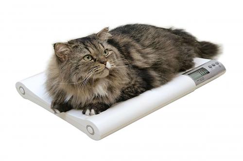 Середня вага кішки   скільки має важити доросла кішка
