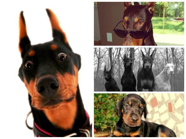 Породи собак з фотографіями і назвами порід з усіма даними