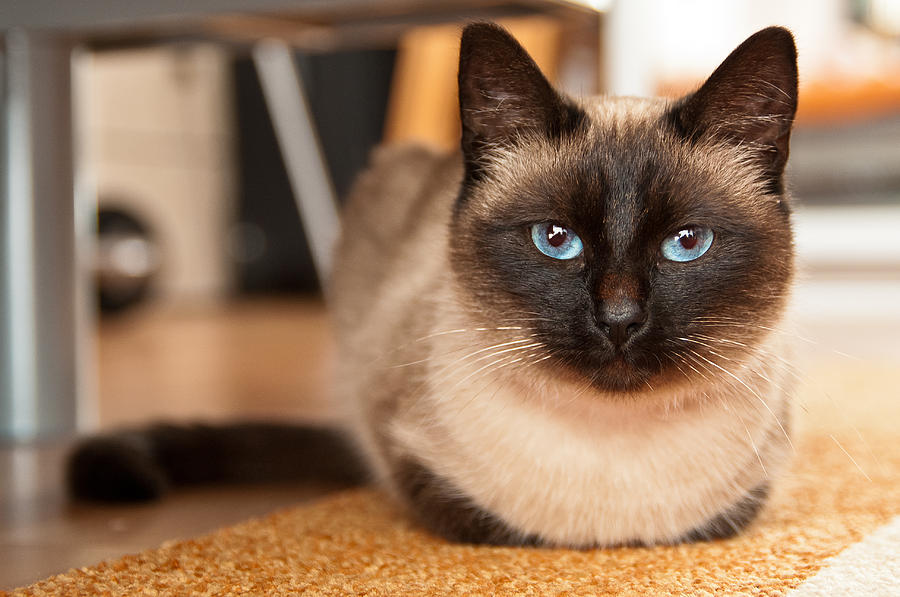 Сіамська кішка   опис породи та характеру