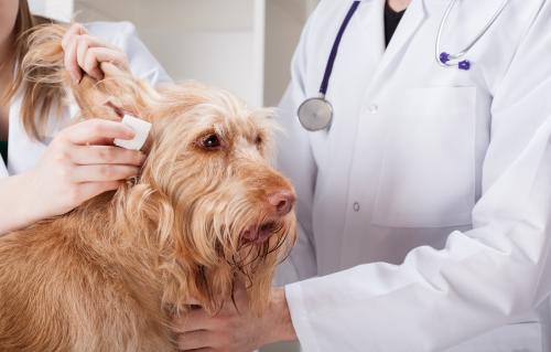 Захворювання вух у собак: симптоми і лікування
