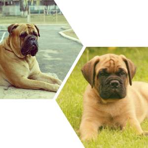 Найбільша порода собак у світі: з фотографіями, мастифф, вовкодав