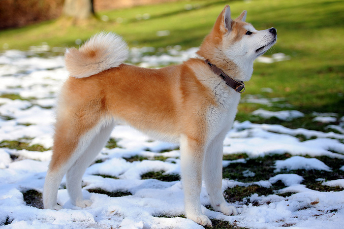 Порода собаки Хатіко — Акіта іну, її опис та історія