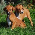 Порода собак азавак: історія, внутрішні і зовнішні якості, вибір щеняти азавака