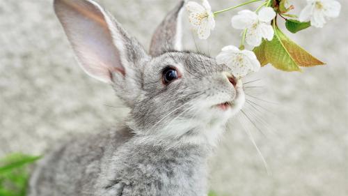 13 важливих фактів про кроликів