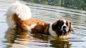 Порода собак московська сторожова: опис, характеристика, годування щенят, фото