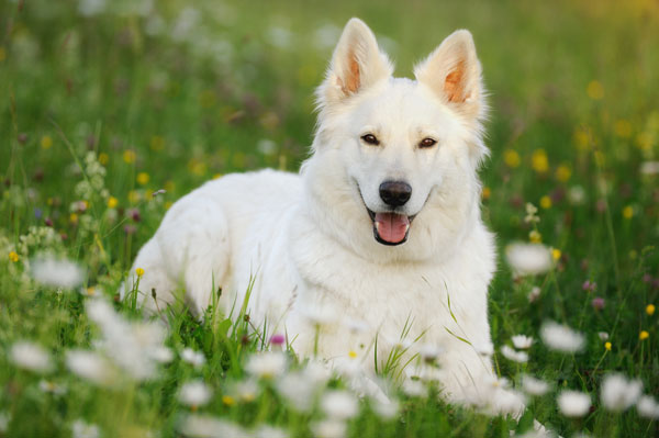 Біла німецька вівчарка   опис і характер породи