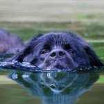 Ньюфаундленд   собака водолаз? Читайте опис породи, характеристику, дивіться відео