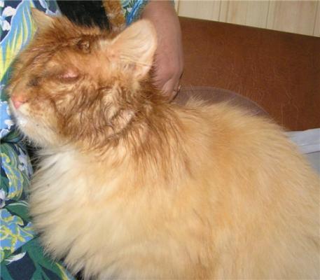 Демодекоз у кішок   симптоми і лікування.