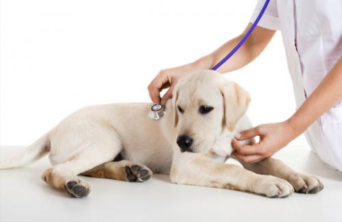 Анемія у собак   симптоми, причини і лікування