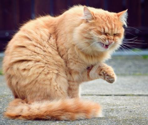 Чому кішка чхає   причини і лікування