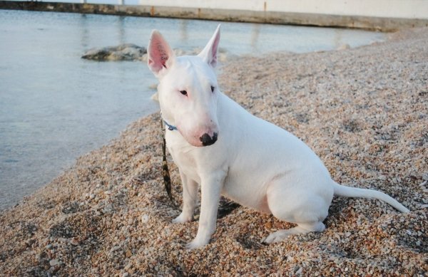 Міні бультерєр: фото цуценят і собаки, ціна та особливості породи