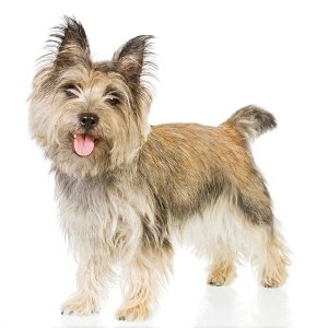 Керн терєр: фото собаки, ціна, розміри, особливості догляду, обслуговування