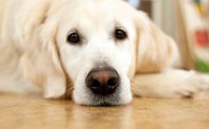 Стерилізація собак: плюси і мінуси, після, скільки коштує та відгуки господарів