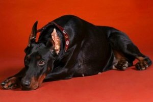 Піометра у собак: симптоми і лікування, фото, діагностика, групи ризику