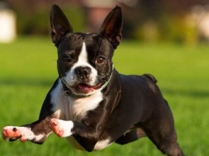 Бостон терєр: фото, ціна собаки і цуценя, характерні ознаки