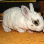 Кролик породи карликовий рекс: зміст, фото, відгуки, відео