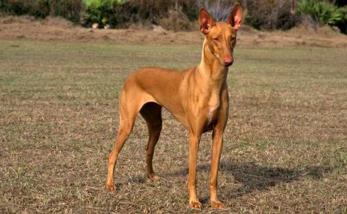 Фараонового собака   опис і характер породи