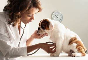 Кастрація собак: дрібних порід, плюси і мінуси, скільки коштує, наслідки