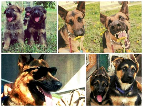 Породи собак з фотографіями і назвами порід з усіма даними