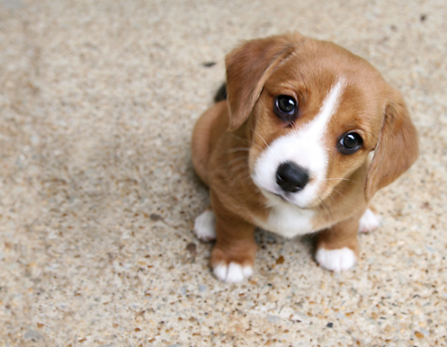 Чому у собаки сльозяться очі   причини і лікування