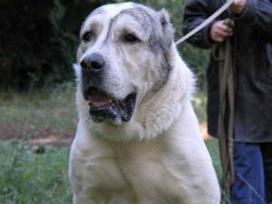 Сторожові породи собак: кращі, угорські, для приватного будинку, фото