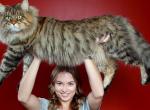 Найбільші породи домашніх кішок   фото і факти
