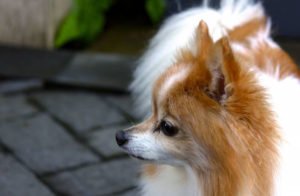 Померанський шпіц: догляд і утримання дорослої собаки, фото і відео