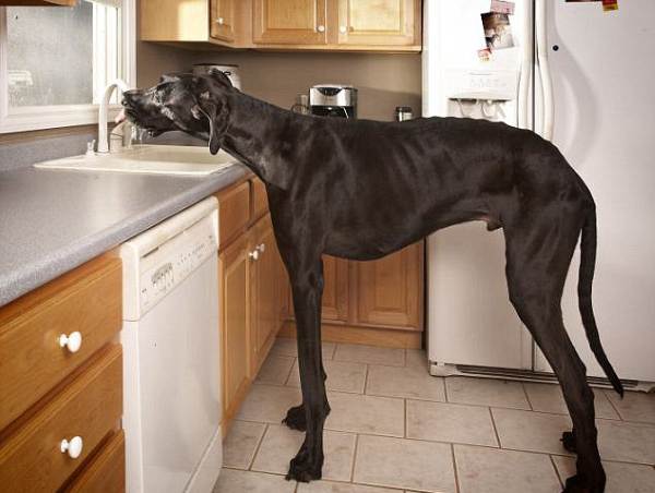 Найбільша порода собак в світі: фото, порода, німецький дог, мастиф