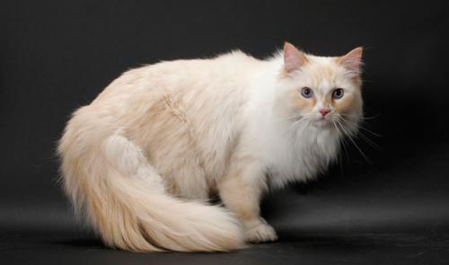 Рагамаффин   опис породи та характеру кішки