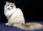 Найбільші породи домашніх кішок   фото і факти