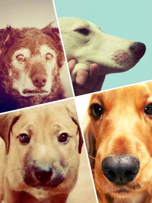 Хвороби собак і їх ознаки, лікування отруєння, шкірних, чумки, сказ
