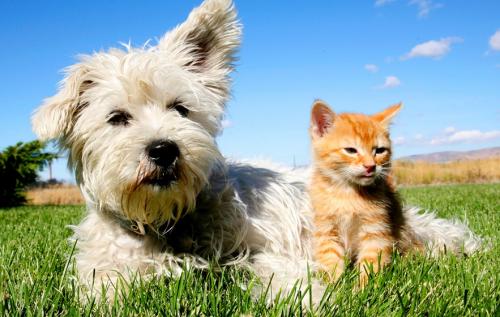 Хто чистіше і чистоплотнее, кішка або собака?
