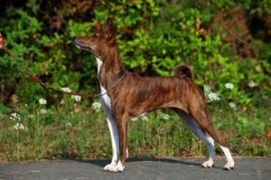 Басенджи: африканська нелающая собака, опис породи, ціна та фото