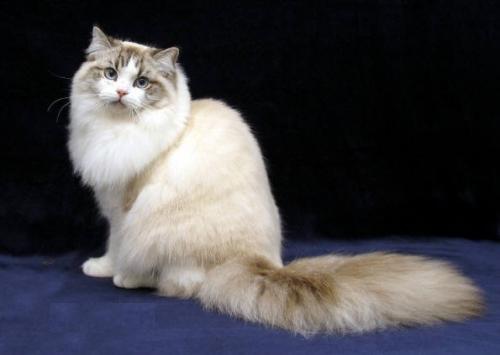 Рагамаффин   опис породи та характеру кішки
