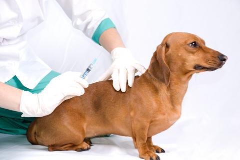 Цукровий діабет у собак, сиптомы хвороби, діагностика і лікування