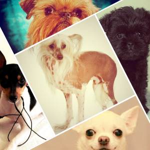 Породи собак для квартири і дітей: кращі, маленькі, середні з фотографіями