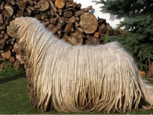 Угорська вівчарка комондор: історія пастушої породи, стандарт, характер собаки, фотосет