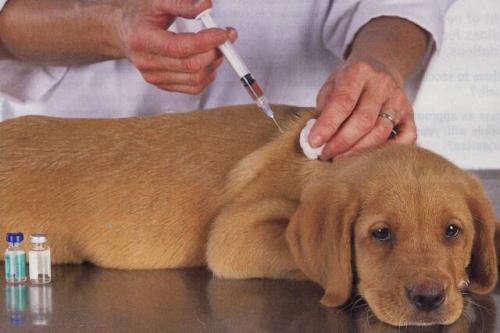 Важливість вакцинації вашого цуценя і собаки