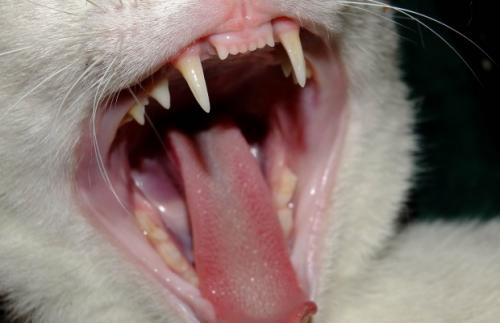 Проблеми з зубами у кішок