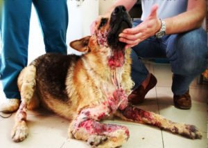 Анемія у цуценят німецької вівчарки, фото і відео