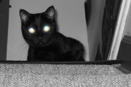Чому у кішок очі світяться в темряві