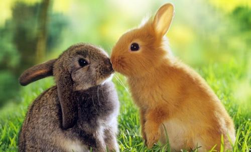 Цікаві факти про кроликів