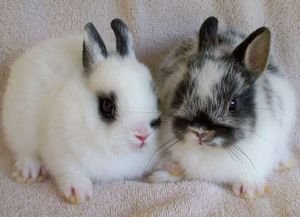 Голландський карликовий кролик: історія, зміст і характер породи, фото і відгуки