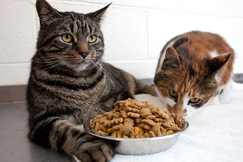 Ожиріння у кішок   причини і профілактика зайвої ваги