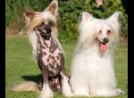 Китайська чубата собака   опис, характер і фото породи