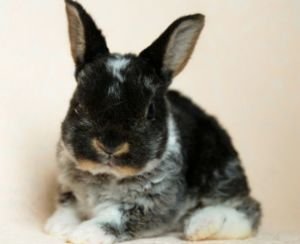 Кролик породи карликовий рекс: зміст, фото, відгуки, відео