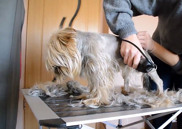 Грумінг йоркширського терєра: стрижка та догляд за шерстю, фото